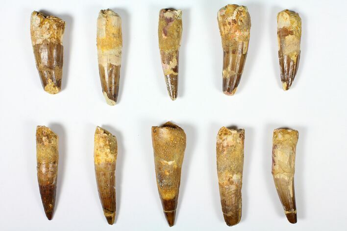 Lot: -, Bargain Spinosaurus Teeth - Pieces #126255